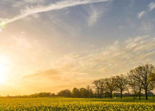 Platzhalter-Bild, Sonnenaufgang über Feld