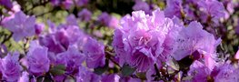 Rhododendron 